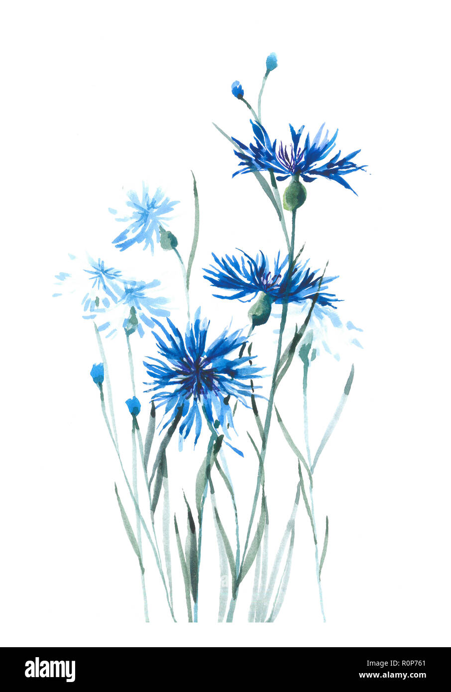 A gentle flowering cornflower. Blue cornflower. Watercolor background Stock Photo