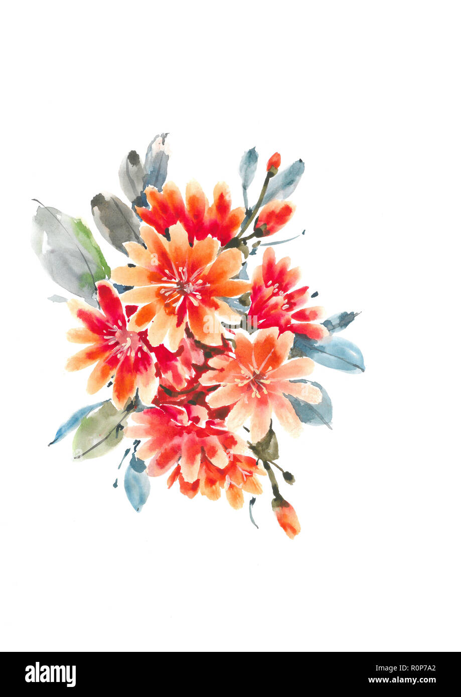 Blooming Lewisia.  Decorative bouquet with orange Lewisia. Watercolor background. Stock Photo