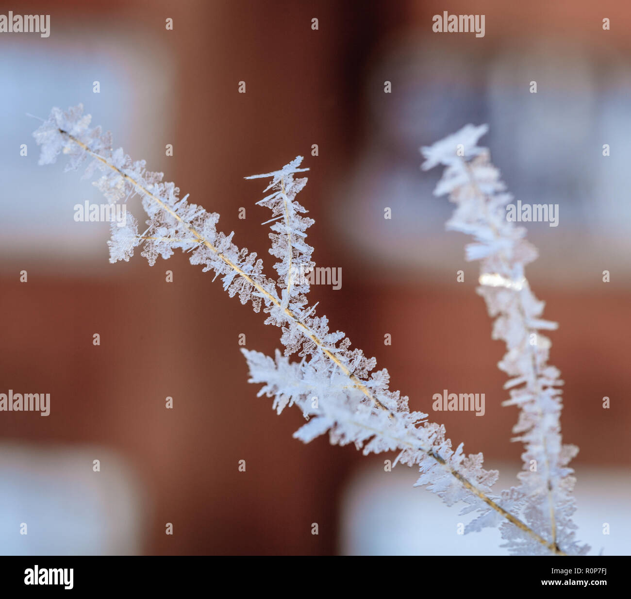 Closeup image of ice crystals covering thin branch after ice storm Stock Photo