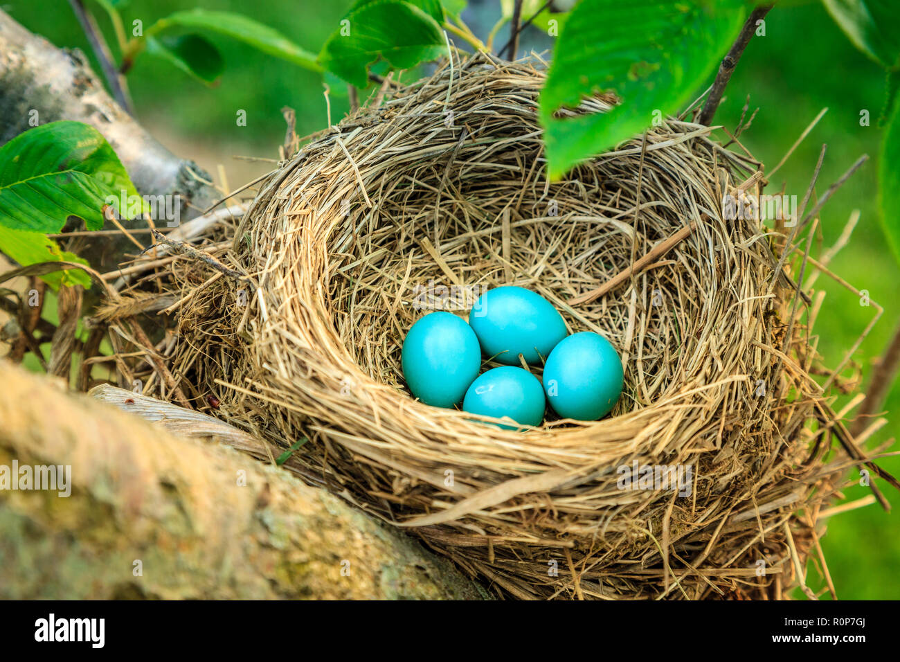 Blue robins eggs in a nest on a tree in Central Kentucky Stock Photo