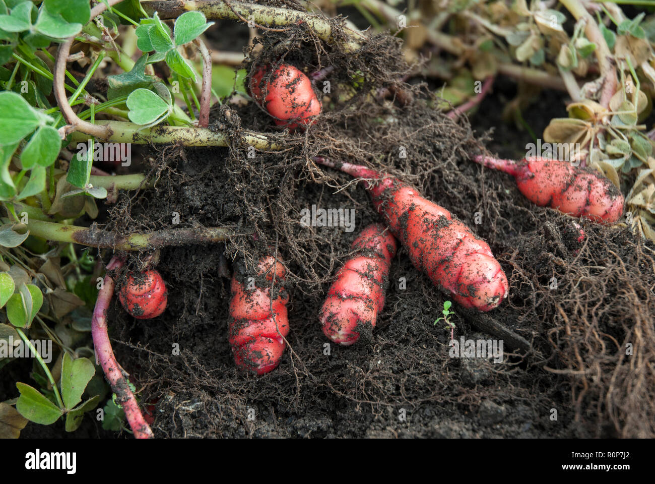 Tubers of bright pink/ red New Zealand yam, oca or oxalis tuberosa being harvested from the ground with foliage and root system. (Instructional ) Stock Photo