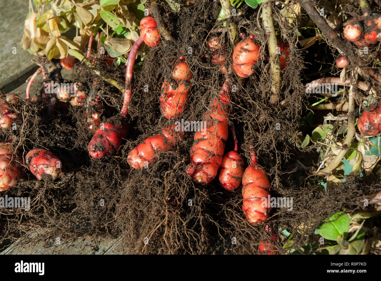 Tubers of bright pink/ red New Zealand yam /oca or oxalis tuberosa being harvested from the ground with foliage and root system. Stock Photo