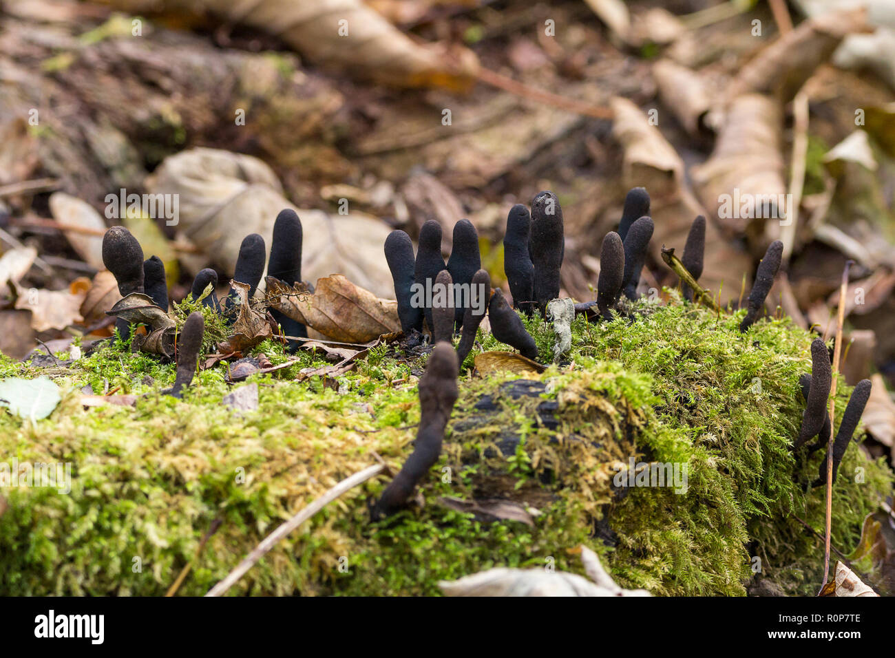 Dead man's finger's (Xylaria polymorpha) growing in moss covered decaying wood. Multiple black various shaped fingers of fungi against the green moss. Stock Photo
