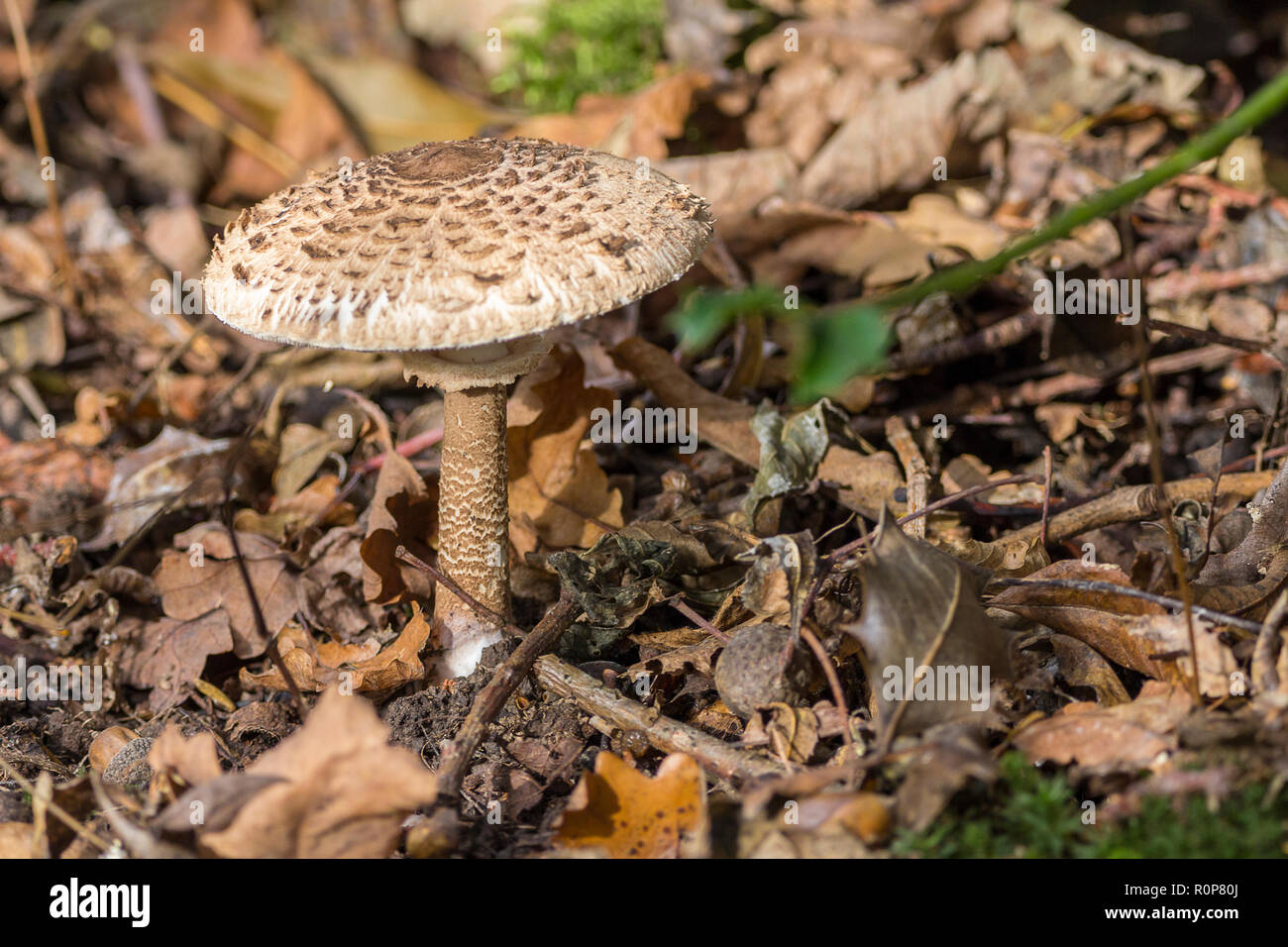 Shaggy parasol (Chlorophyllum) fungi growing wild in woodland. Landscape format image. Leafy twiggy forest floor fungi tall slender stalk scaly cap. Stock Photo