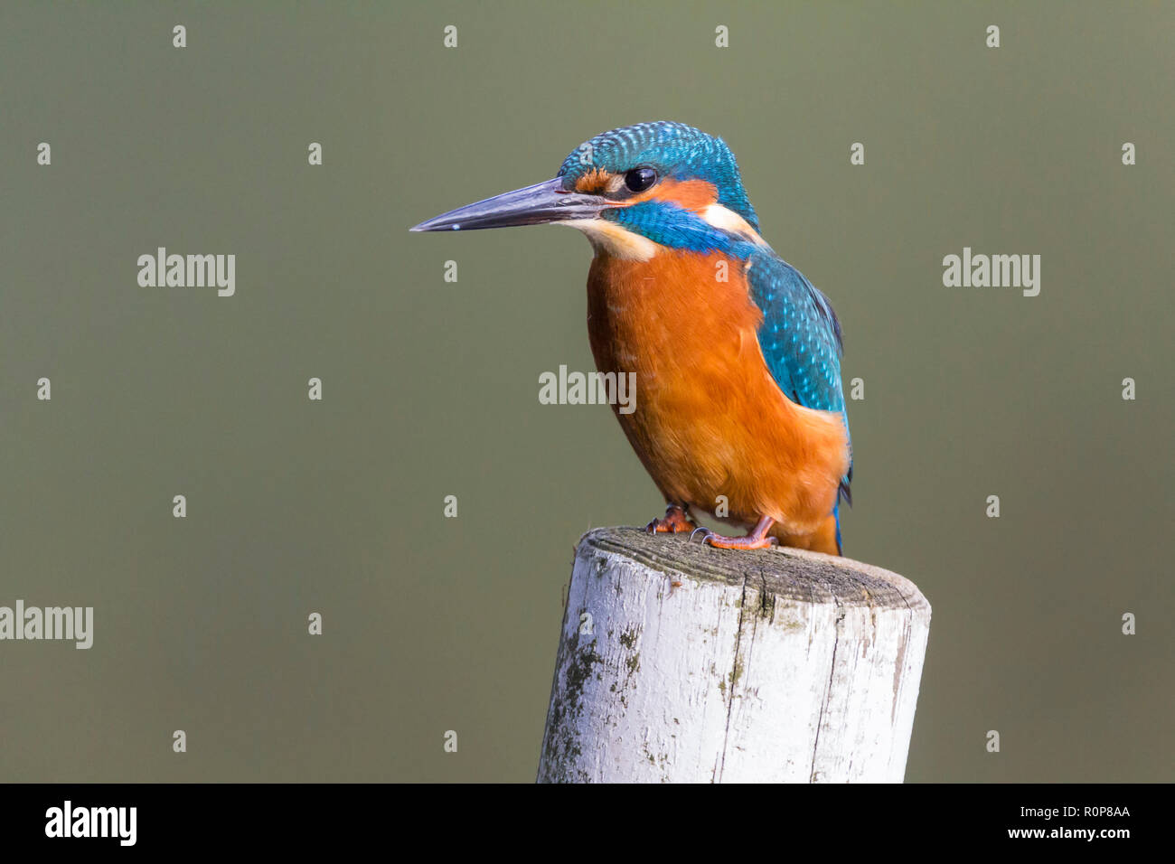 Kingfisher (Alcedo atthis) close up perched on post right in front of bird hide. Large dagger like black bill (male) electric blue and orange plumage. Stock Photo