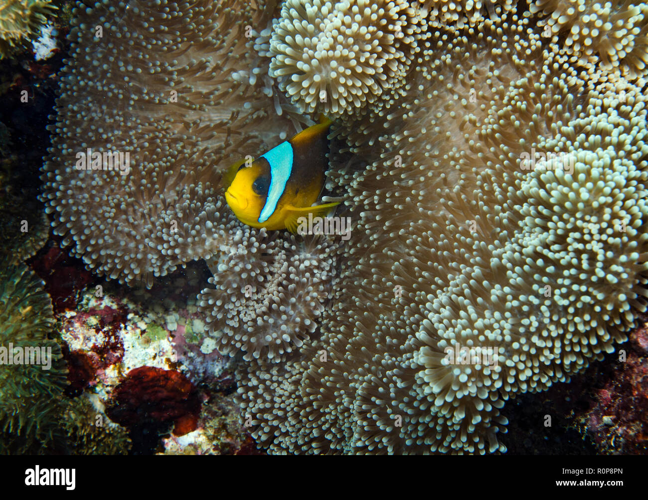 clark s anemonefish or