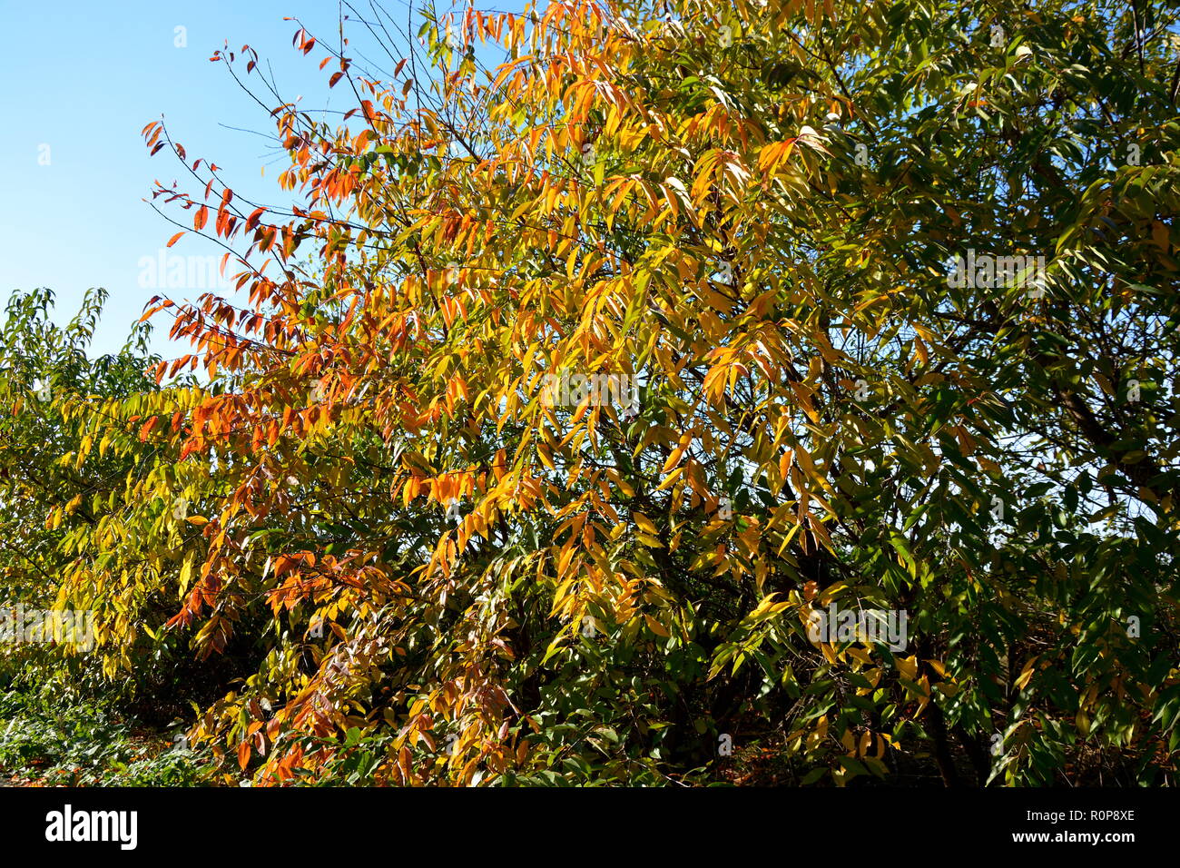 Herbst Stock Photo