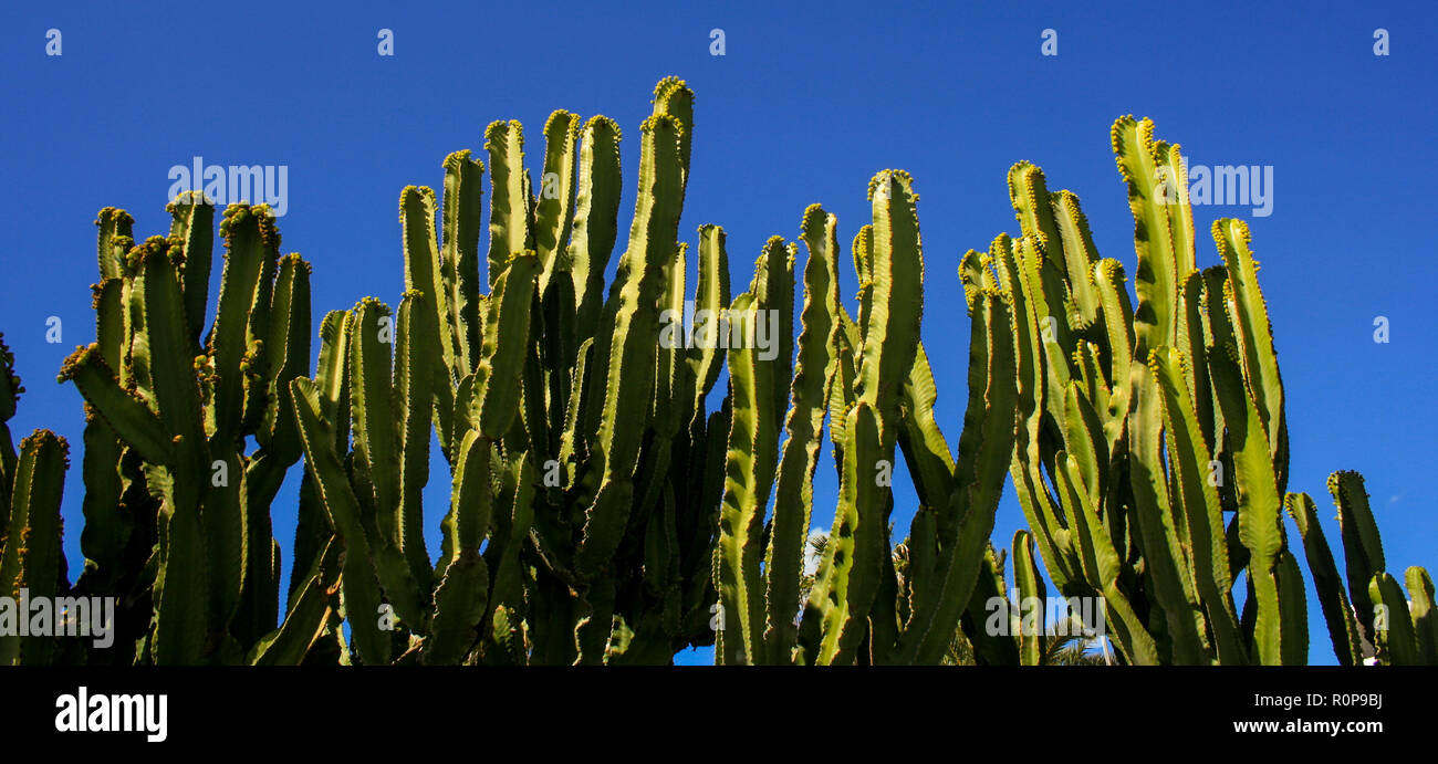 Cactus plants in Gran Canaria Stock Photo Alamy