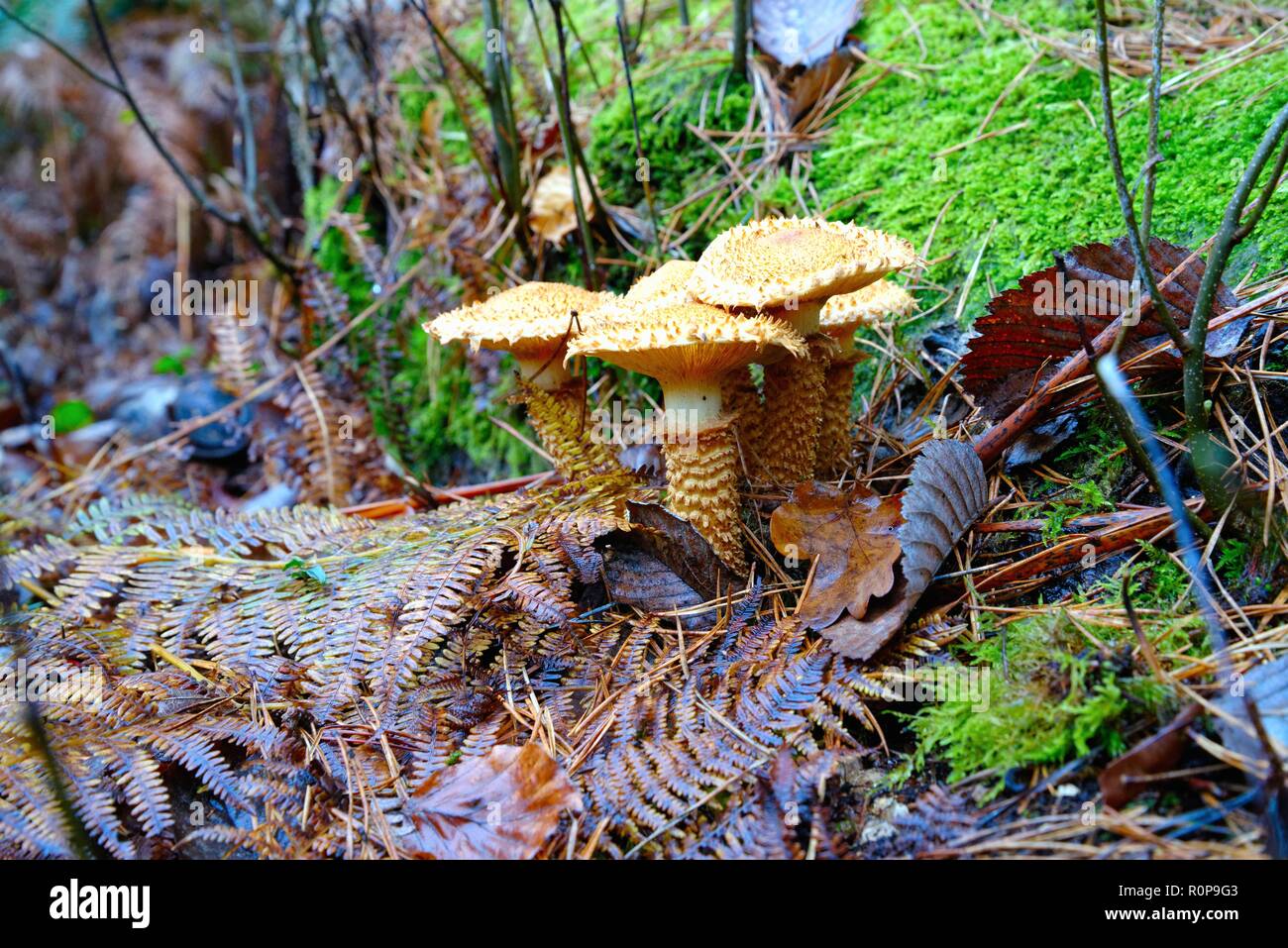 Close up of fungi on woodland floor Surrey Hills England UK Stock Photo
