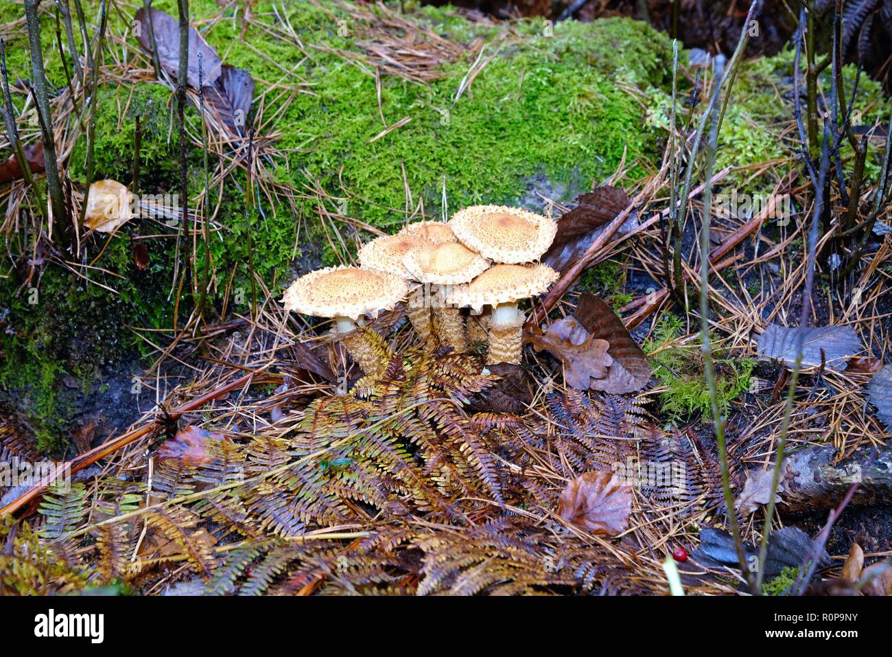 Close up of fungi on woodland floor Surrey Hills England UK Stock Photo