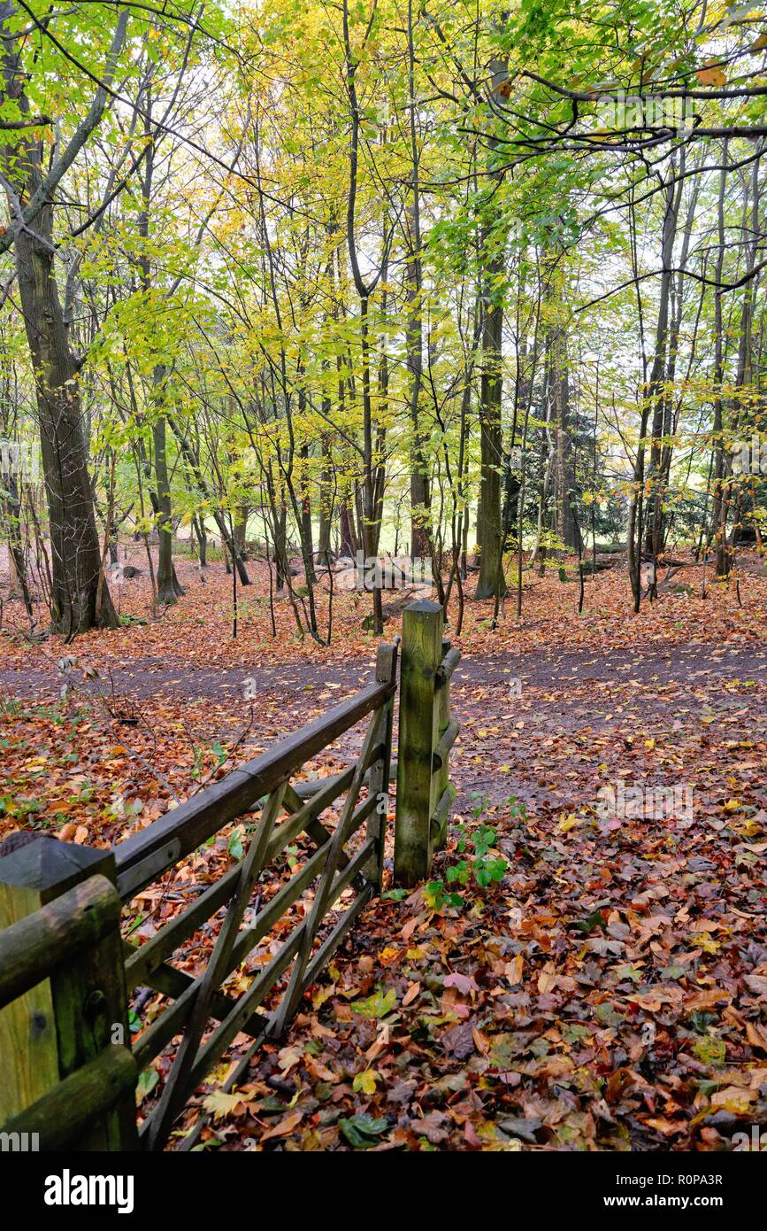 Abinger Roughs High Resolution Stock Photography and Images - Alamy
