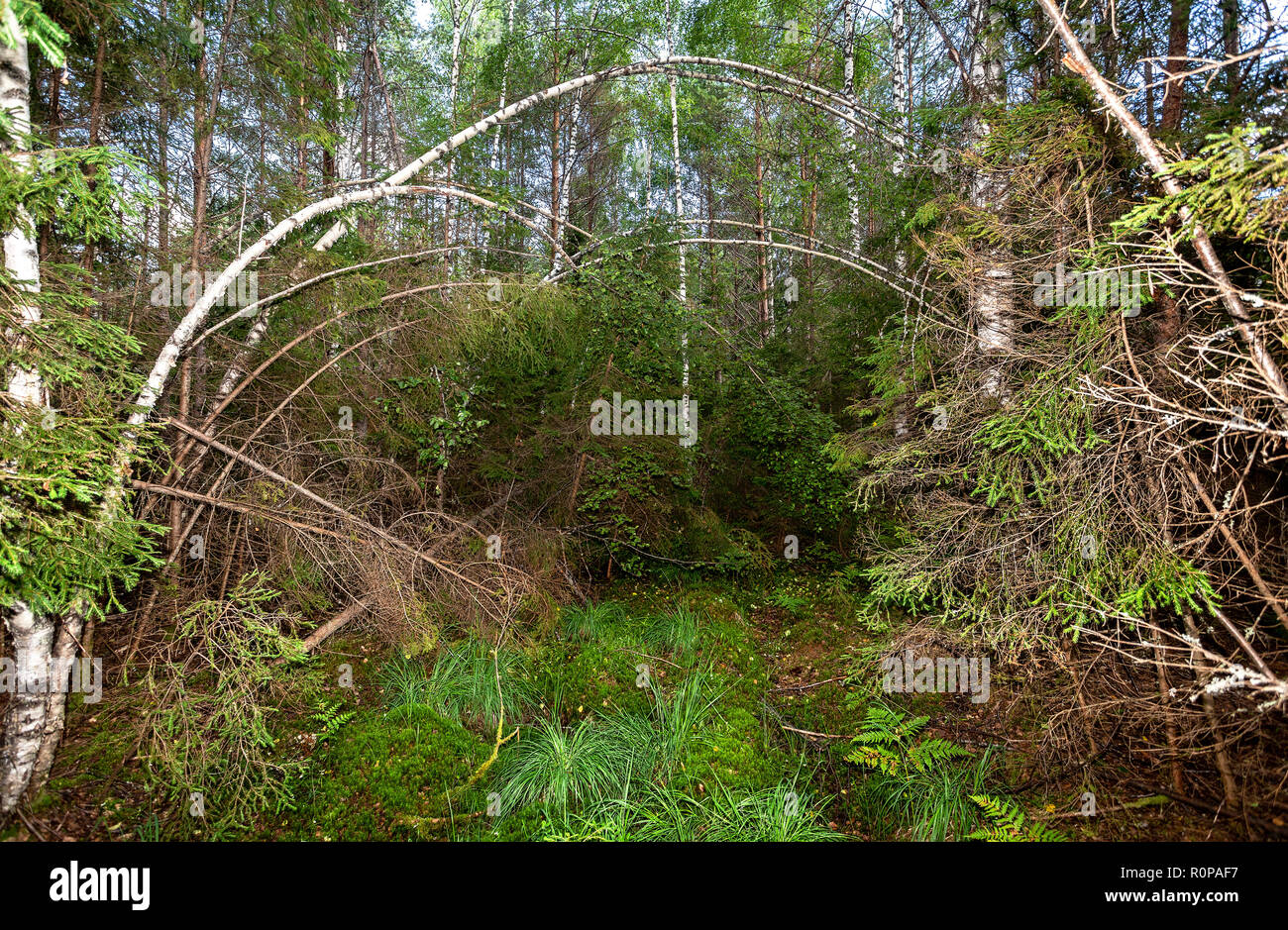 Deep forest with green spruces and birches in summertime. Wild flora and nature of Northern Europe. Summer in the forest Stock Photo