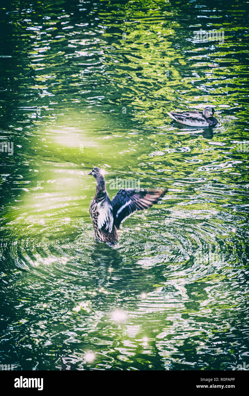 Mallard ducks with reflections in the lake. Natural scene. Beauty in nature. Analog photo filter with scratches. Stock Photo