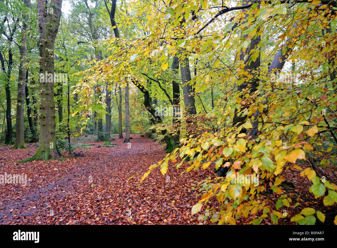 Woodlands in autumn colour on the North Downs, near Dorking ,Surrey