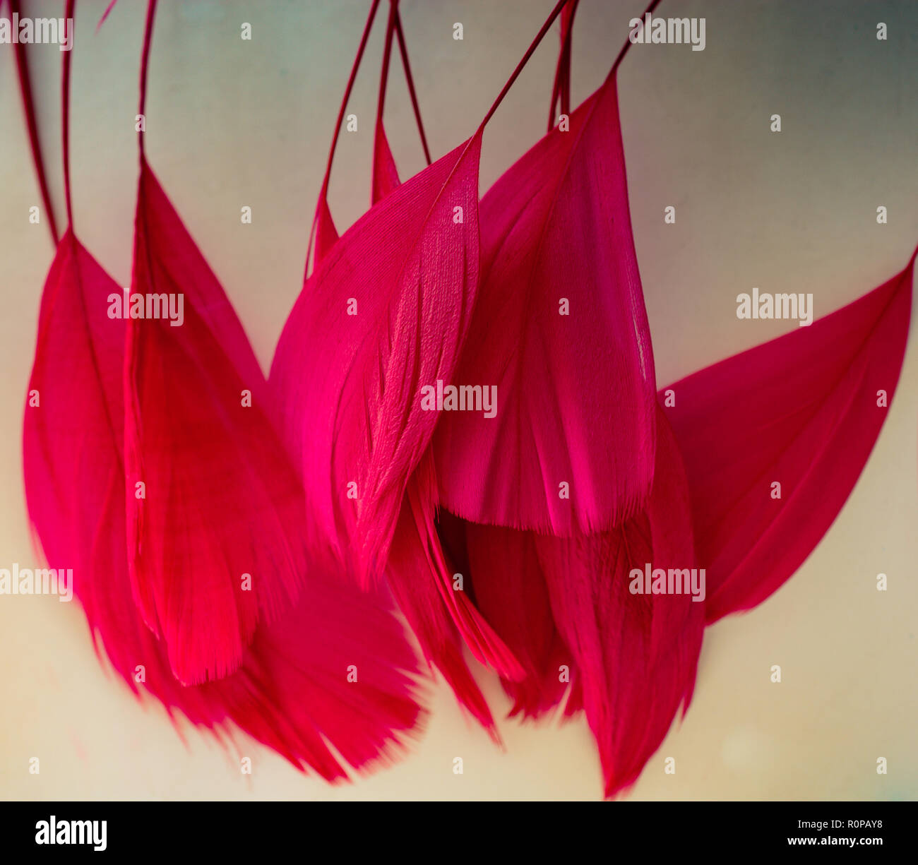 Collection of colored decorative feathers placed on white background