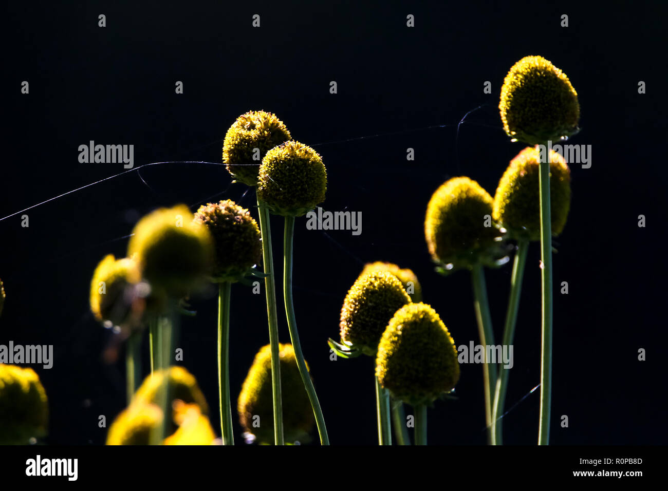 Yellow flowers. Flowers on dark background.  Meadow with flowers. Wild flowers with spider web. Nature rural flowers on field. Stock Photo