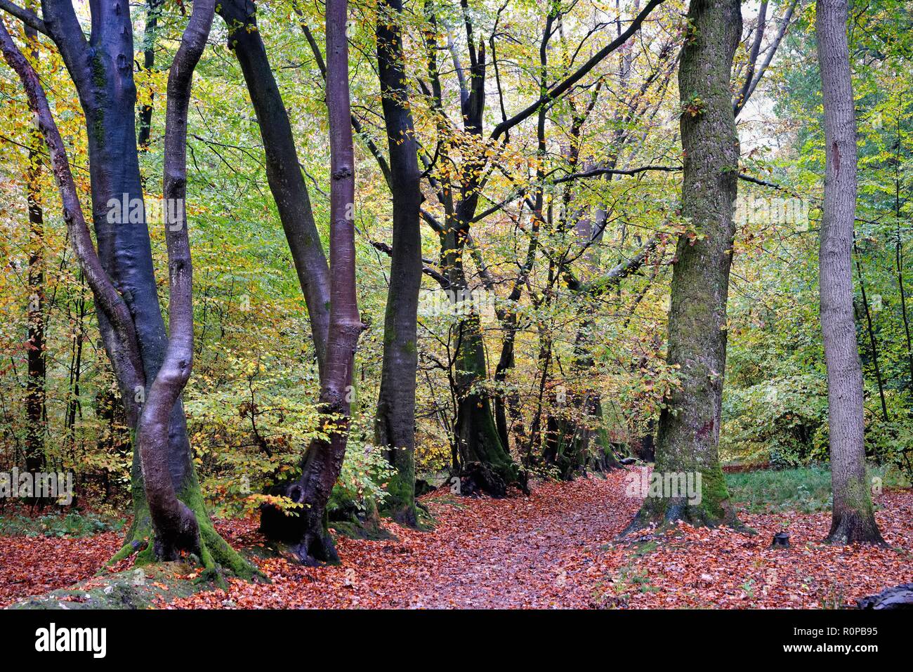 Woodlands in autumn colour on the  North Downs, near Dorking ,Surrey Hills England UK Stock Photo