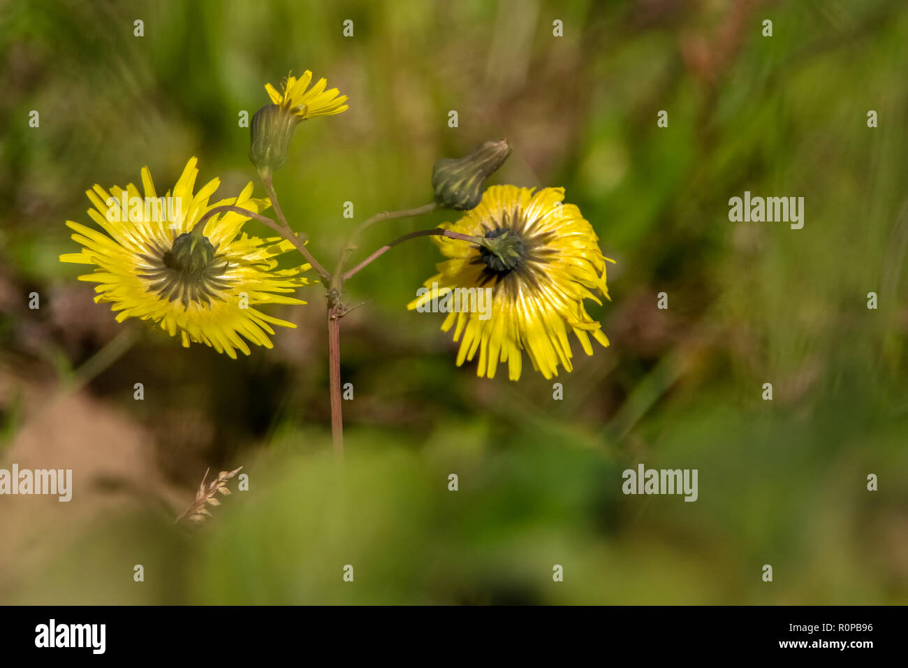 Yellow flowers. Blooming flowers. Yellow flowers on a green grass. Meadow with rural flowers. Wild nature flower. Weed on field. Stock Photo