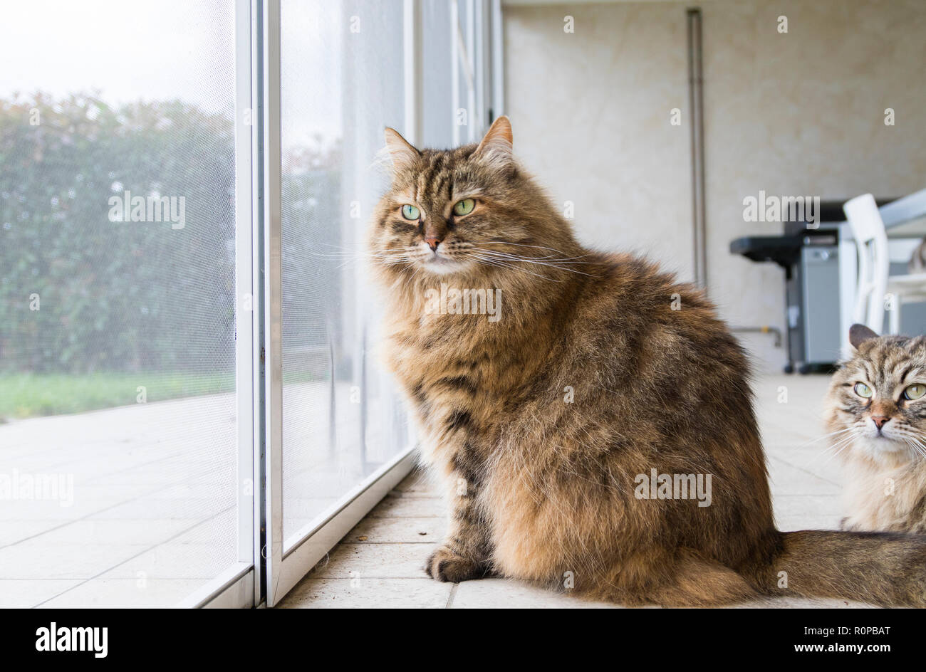 Beautiful livestock cat at the window, curious pet Stock Photo