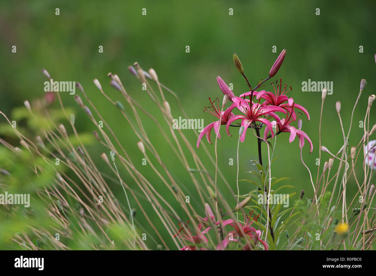 Lilies of the field hi-res stock photography and images - Alamy