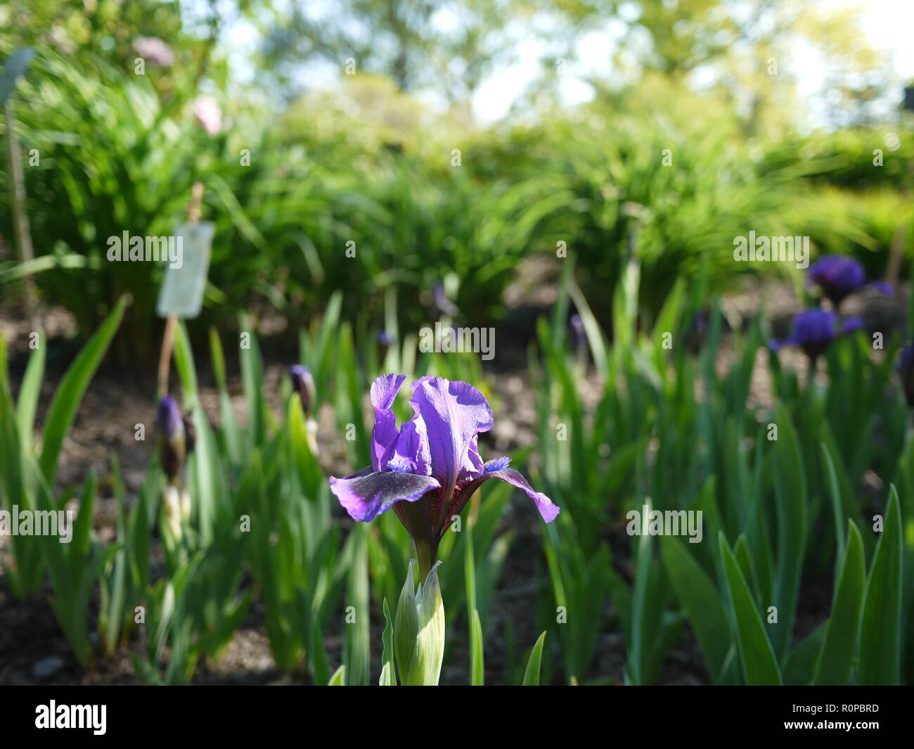 Light purple iris in sunshine Stock Photo