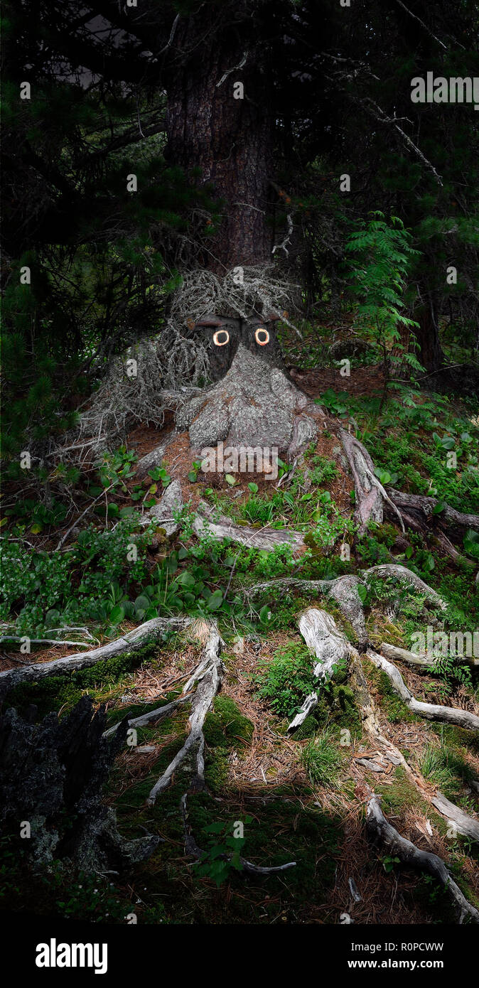 Old cedar at night forest with twisted roots, wart, knots and moss looks like as wood goblin (silvan)  - funny Halloween concept. Fairy tale of night  Stock Photo