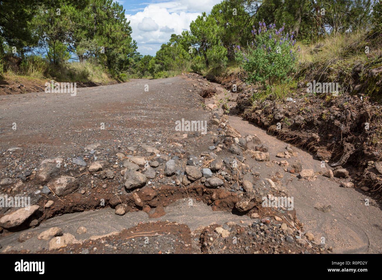 Washed away soil of volcanic dirt track after heavy rainfall, Iztaccihuatl Popocatepetl National Park, Mexico, North America Stock Photo