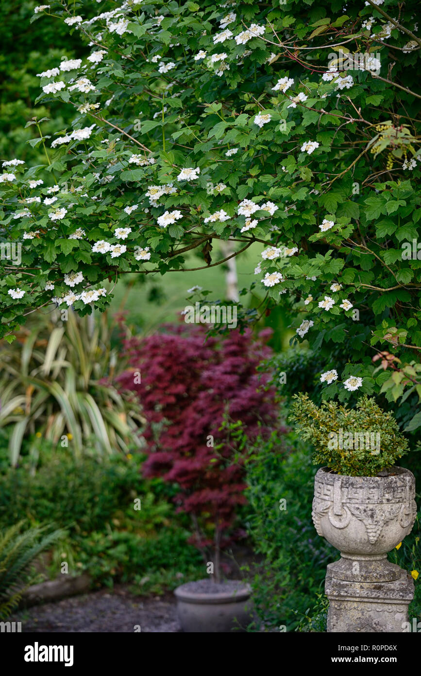 Viburnum Opulus,frame,framing,framed,Acer palmatum Bloodgood,pot,container,garden feature,formal garden,RM Floral Stock Photo