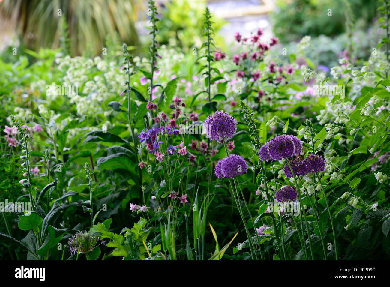 Allium purple sensation,Silene Fimbriata,aquilegia,digitalis,foxgloves,flower,flowers,flowering,mix,mixed,RM Floral Stock Photo