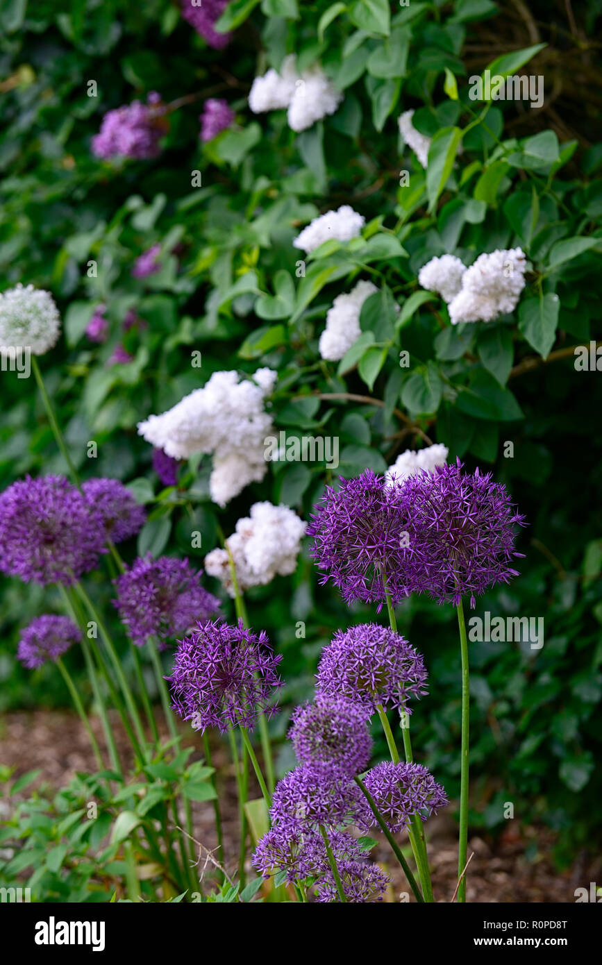 White and purple flower hi-res stock photography and images - Alamy
