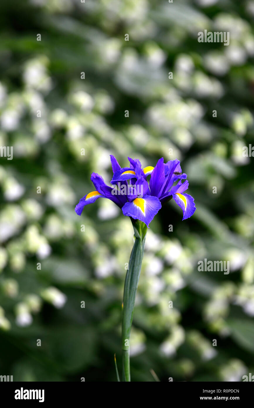 iris hollandica,iris x hollandica,blue,yellow,flower,flowers,flowering