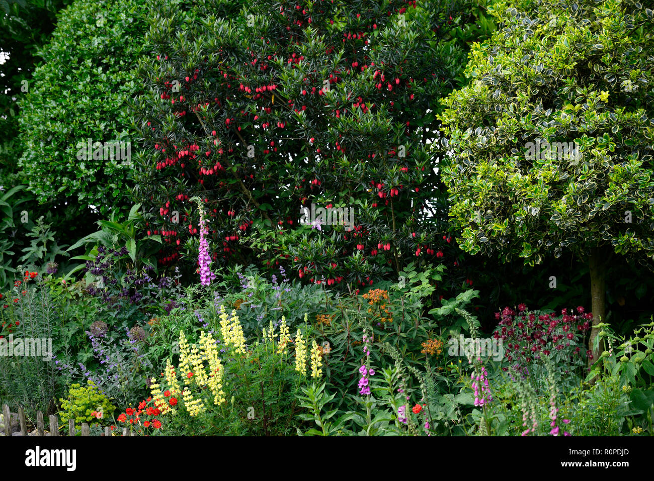 crinodendron hookerianum,Chinese Lantern Tree,geum mrs J bradshaw,Lupinus arboreus,yellow bush lupine,tree lupin,cottage garden,foxglove,nepeta,aquile Stock Photo