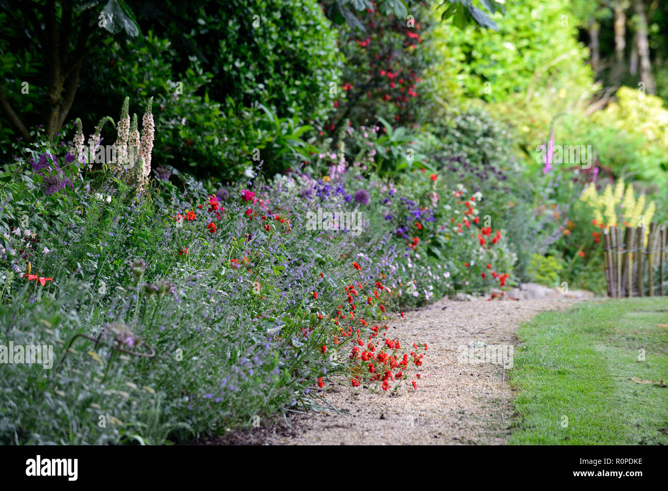 crinodendron hookerianum,allium purple sensation,geum mrs J bradshaw,Lupinus arboreus,yellow bush lupine,tree lupin,cottage garden,foxglove,nepeta,aqu Stock Photo