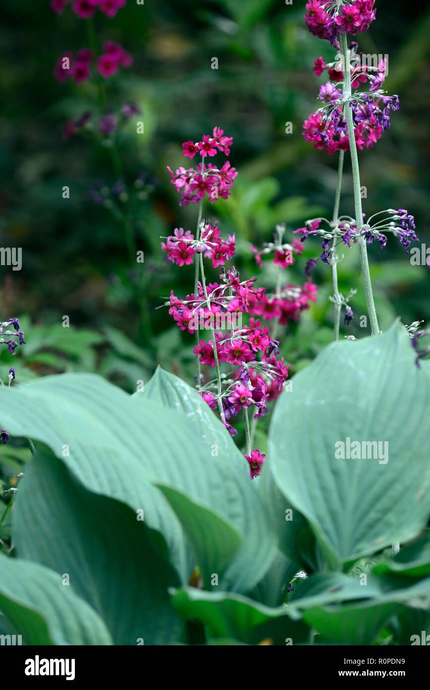 primula japonica millers crimson,japanese primrose,hosta,leaves,foliage,shade,shady,shaded,moist,boggy,water,loving,garden,RM Floral Stock Photo