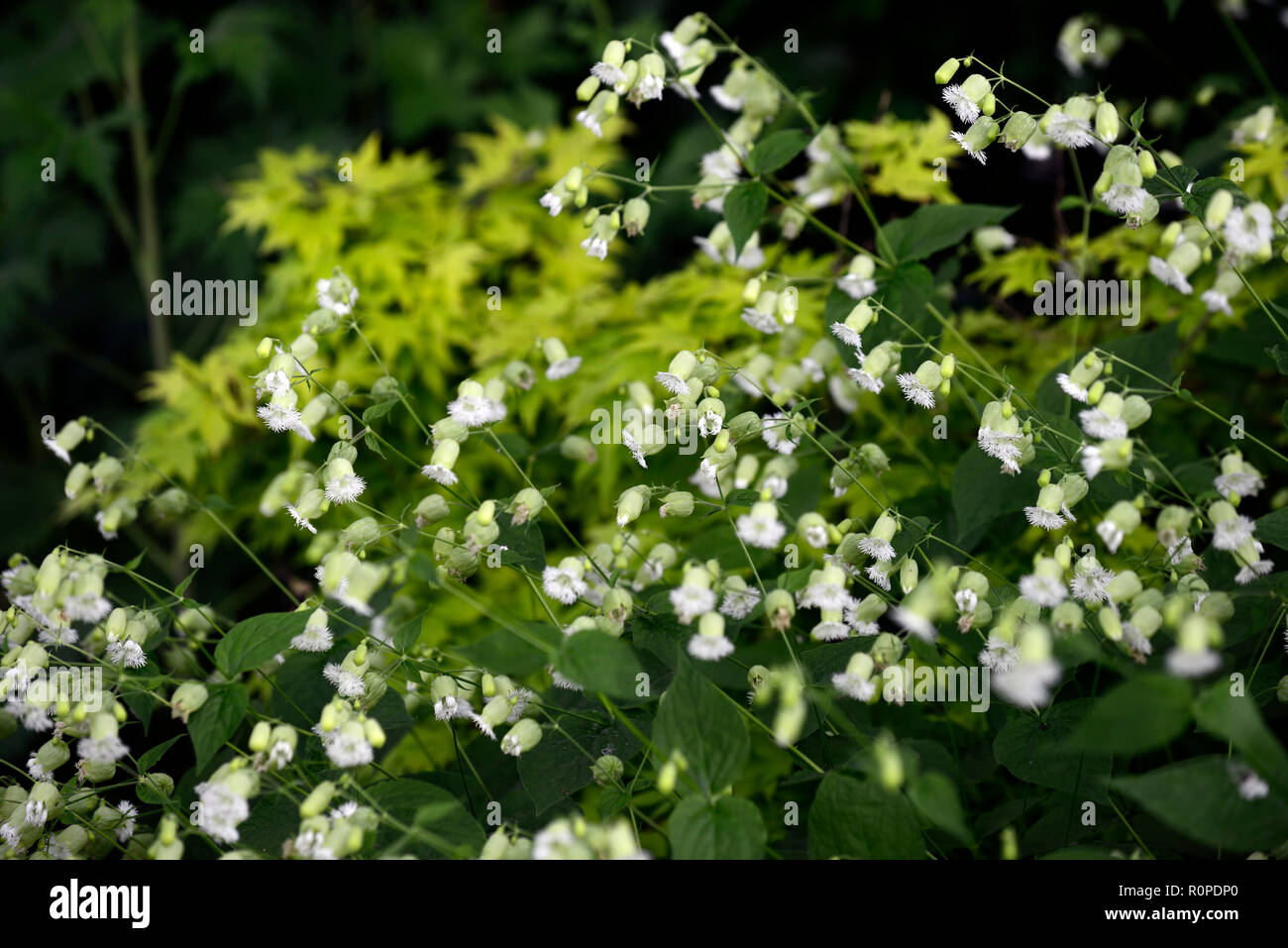 Silene Fimbriata,campion,campions,white campion,white,flower,flowers,flowering,mass,massed,garden,RM Floral Stock Photo