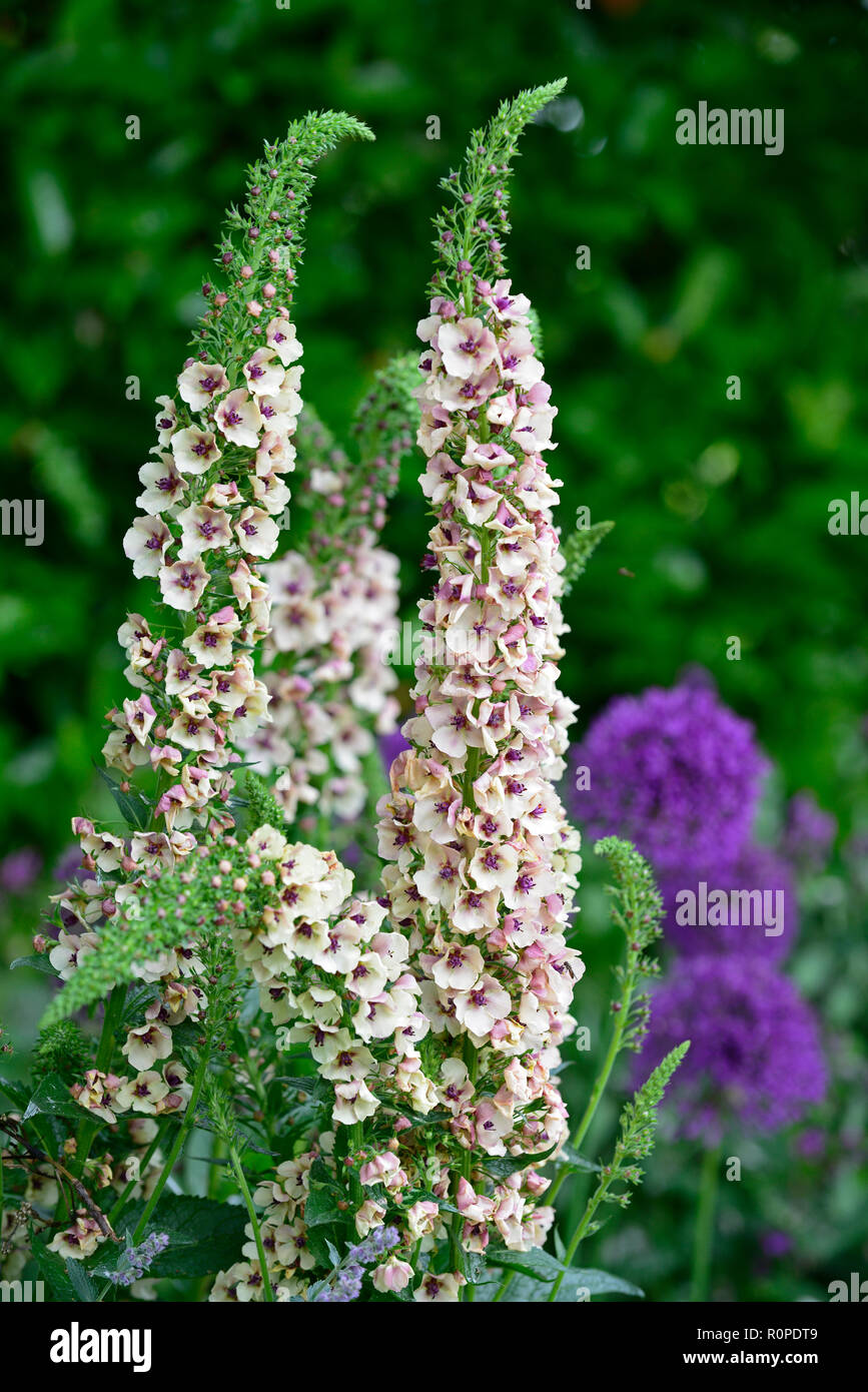 Verbascum chaixii Album,allium purple sensation,catnip,catmint,flower,flowers,flowers,cottage garden,RM Floral Stock Photo