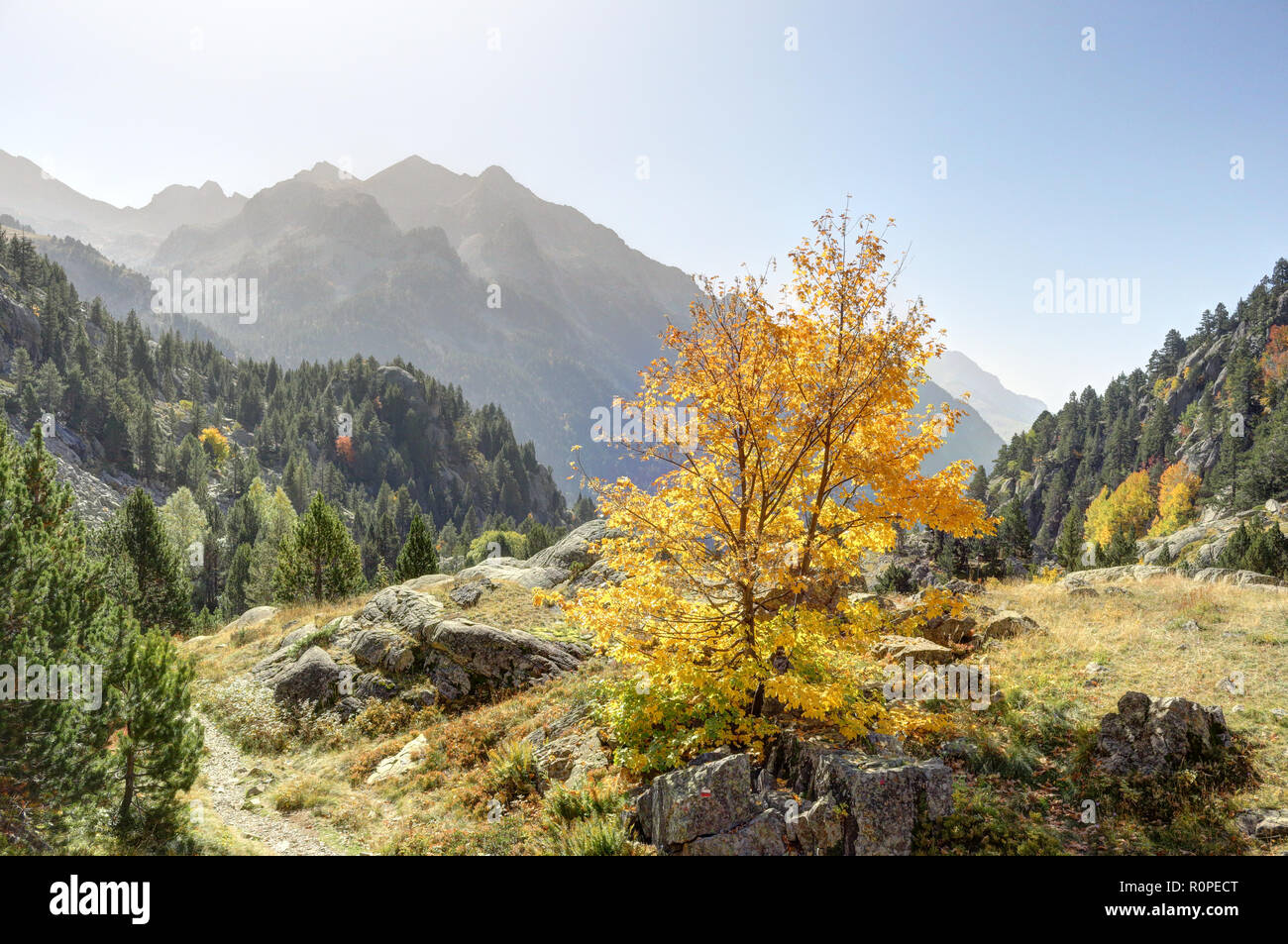 A landscape of the high rocky mountains with a big yellow tree among a pine forest in a sunny autumn, in Panticosa, Aragon Pyrenees, Spain Stock Photo