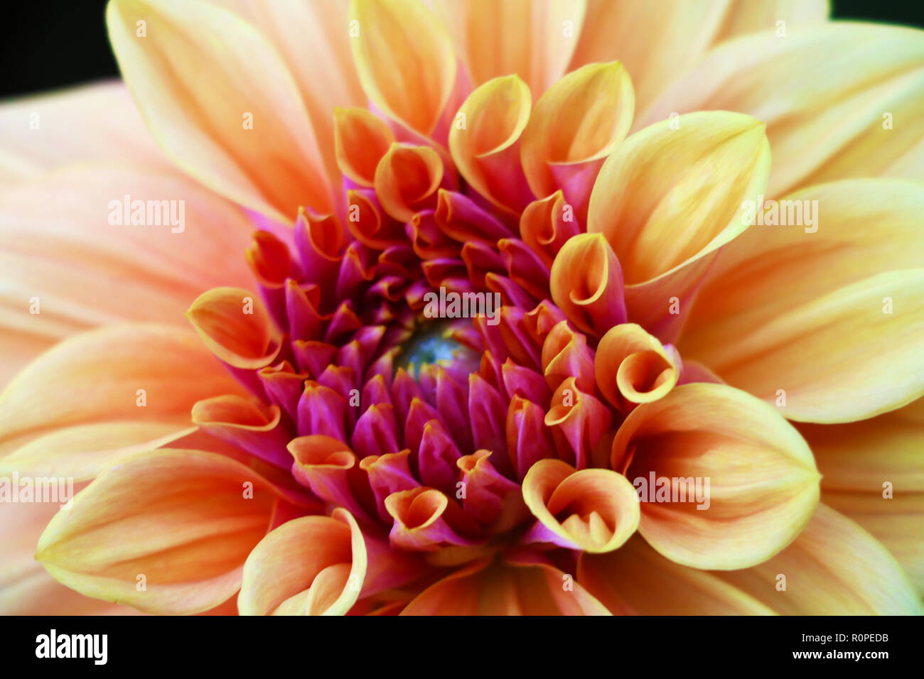 Pink, yellow fresh dahlia flower macro photo. Picture in color emphasizing the light different colours and yellow white highlights. Stock Photo