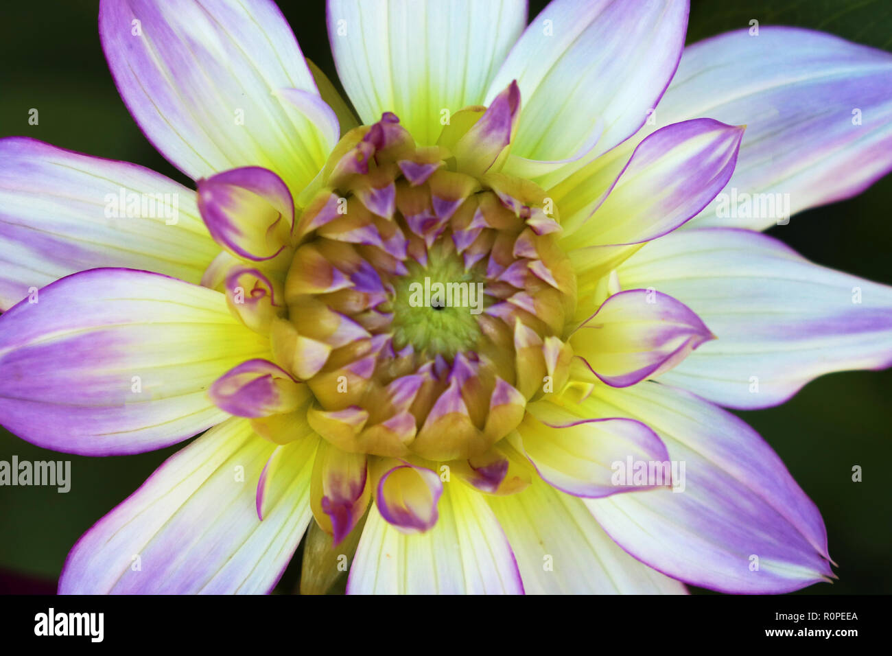 Color outdoor floral macro young, close to the open, purple dahlia buds with purple flower. Stock Photo