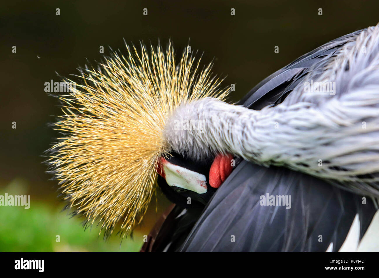 Most Rizzy Birds Rizzi bird hi-res stock photography and images - Alamy