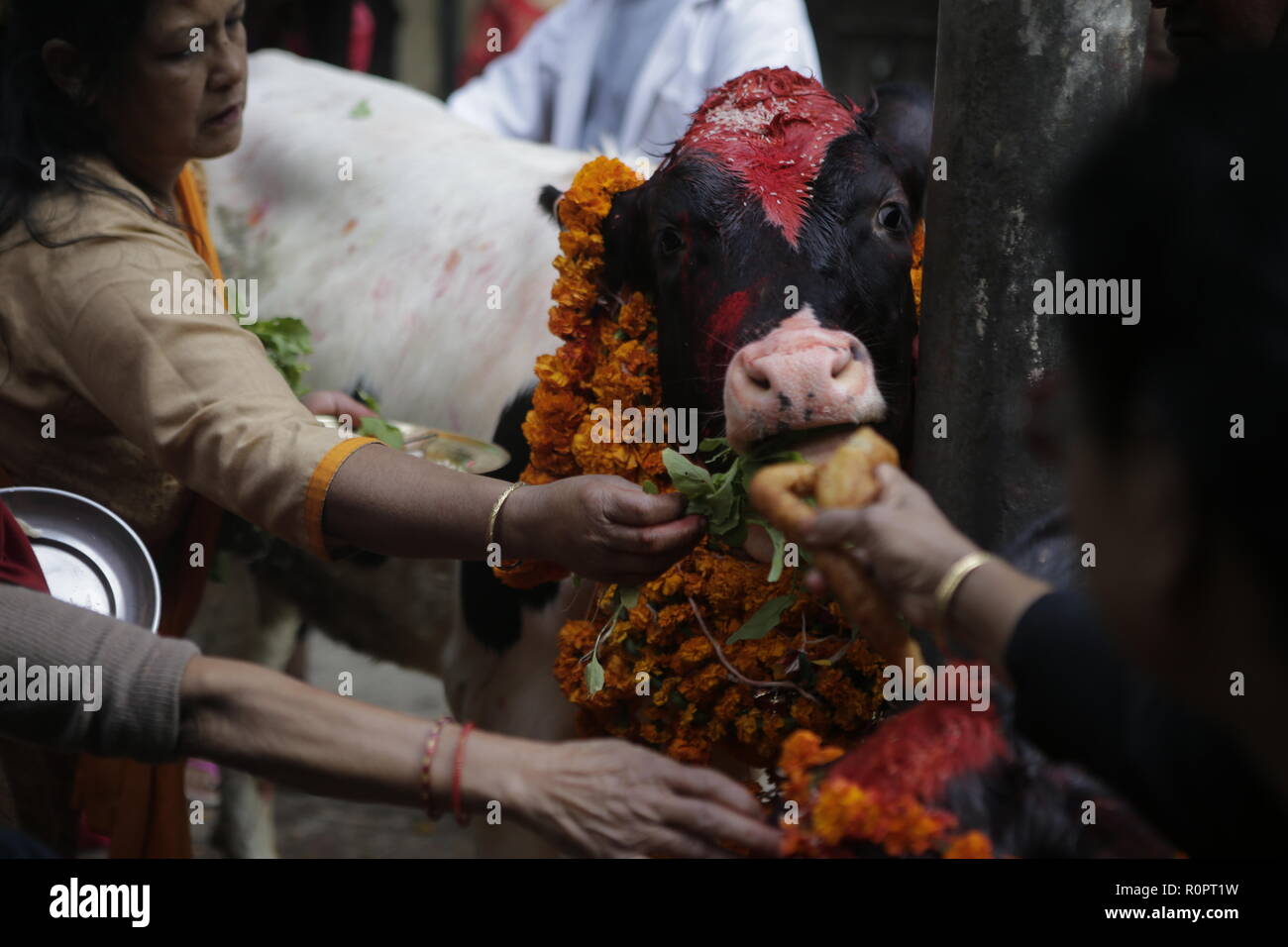 Kathmandu, Nepal. 7th Nov, 2018. Nepalese Devotees are seen worshipping a cow during the third day of GAI TIHAR festival.Cows are considered to be the incarnation of the Hindu goddess of wealth, Lord LAXMI. Nepalese devotees worship the cows with marigold flower garlands, colored powders and offer the cows fresh fruits and vegetables. Credit: Sunil Pradhan/SOPA Images/ZUMA Wire/Alamy Live News Stock Photo