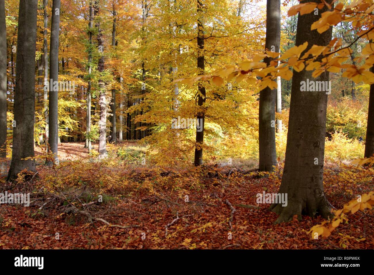 Spaziergang wald hi-res stock photography and images - Alamy