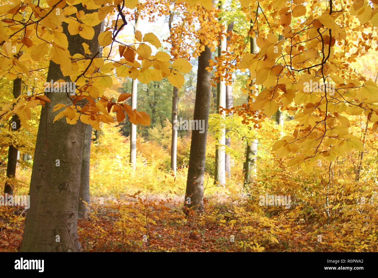 Symbol Jahreszeit Herbst Herbstwald Spaziergang Laub Herbstlaub