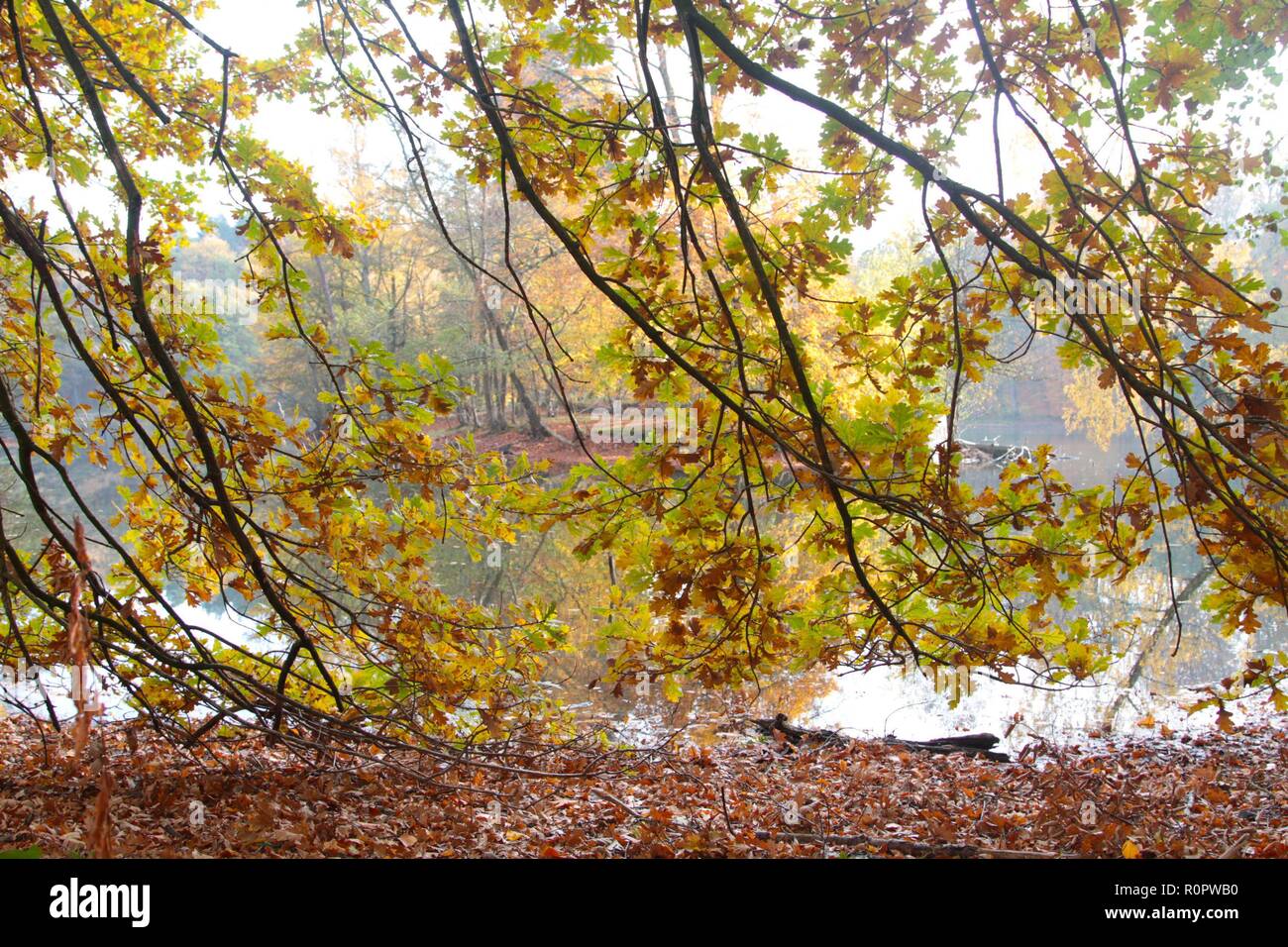 Symbol Jahreszeit Herbst Herbstwald Spaziergang Laub Herbstlaub