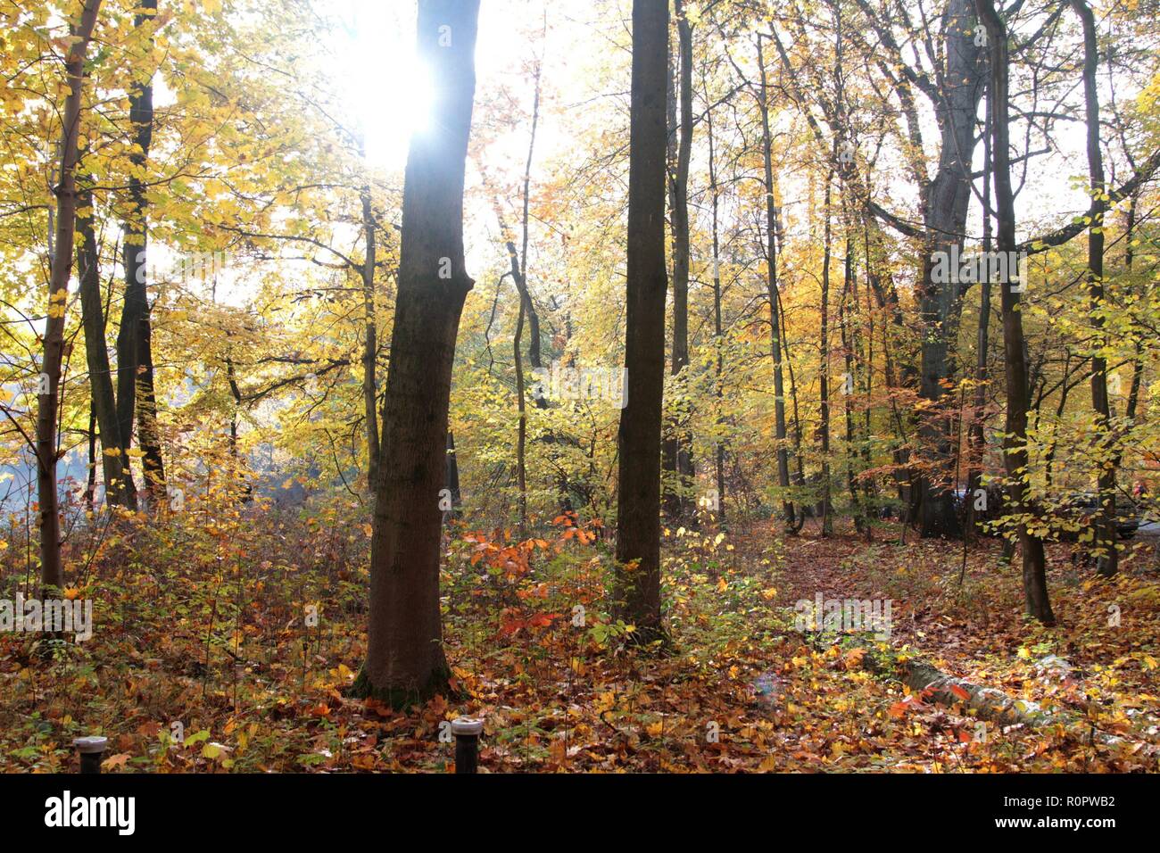 Symbol Jahreszeit Herbst Herbstwald Spaziergang Laub Herbstlaub