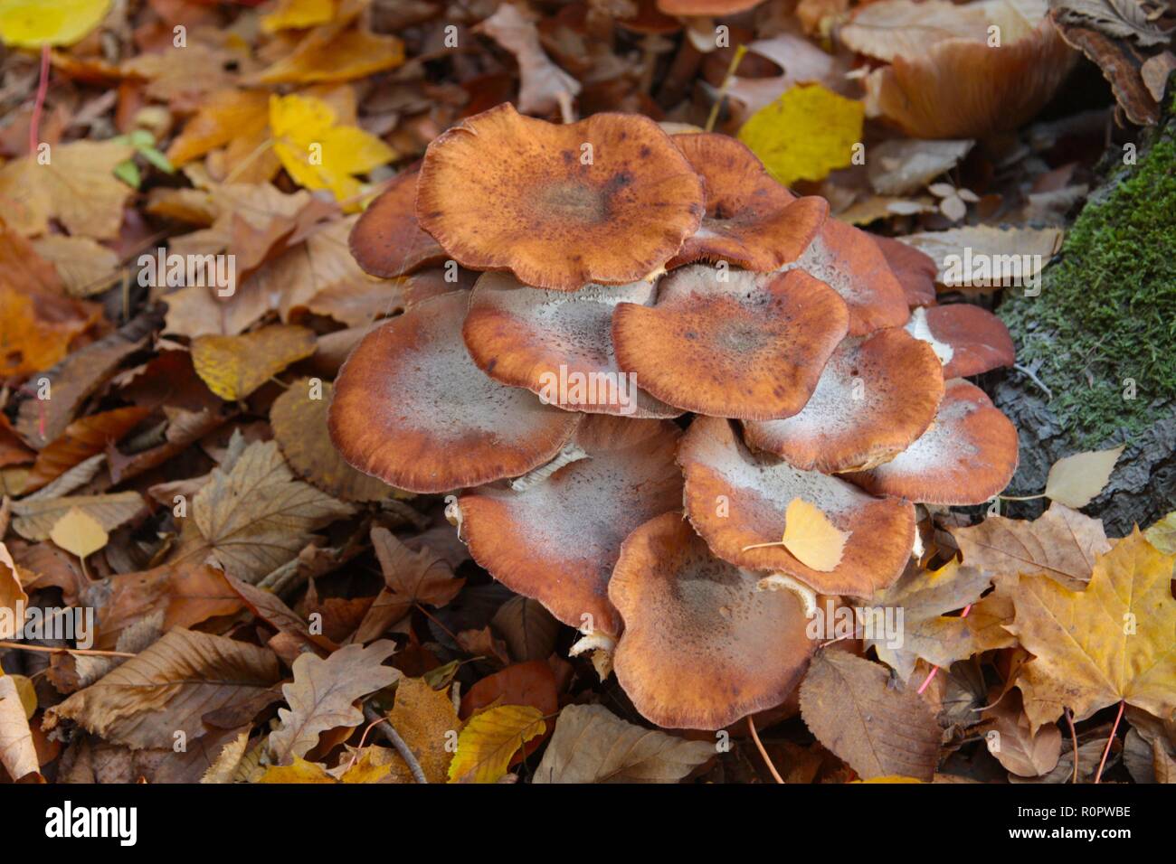 Symbol Jahreszeit Herbst Herbstwald Spaziergang Laub Herbstlaub