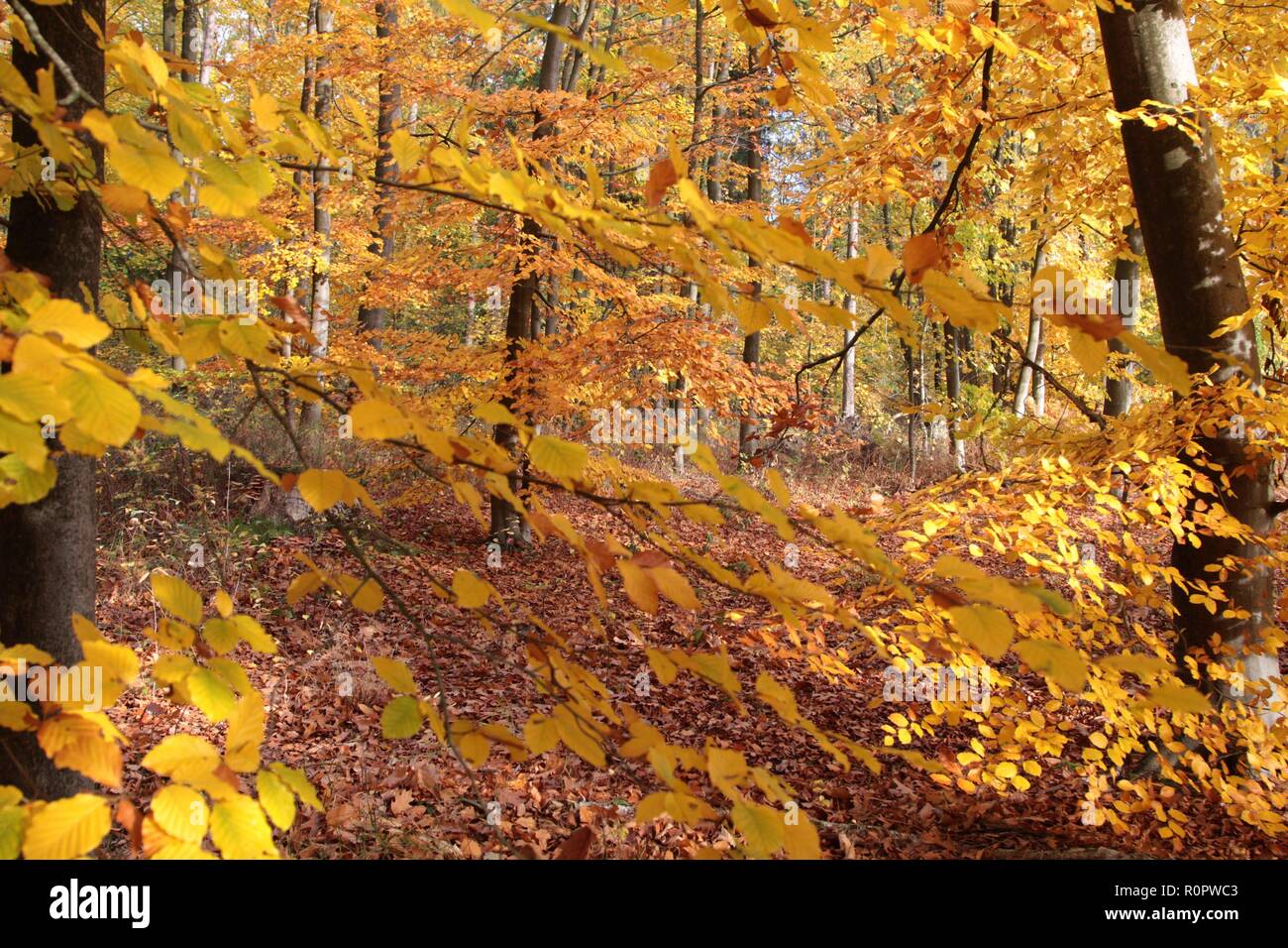 Teich im wald hires stock photography and images Alamy