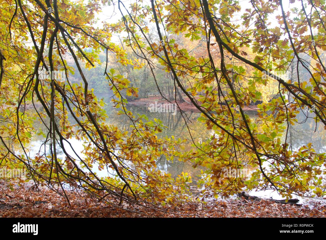 Symbol Jahreszeit Herbst Herbstwald Spaziergang Laub Herbstlaub