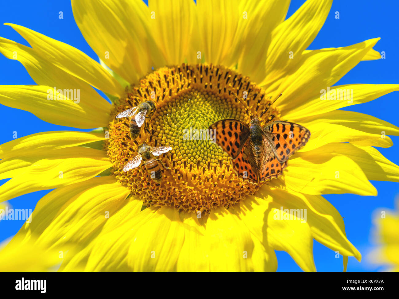 FILED - 15 July 2018, Brandenburg, Sieversdorf: A butterfly and bees look for nectar on the flower of a sunflower. (Zu dpa 'Researchers record decline in butterflies, bees and ants') Photo: Patrick Pleul/ZB/dpa Stock Photo