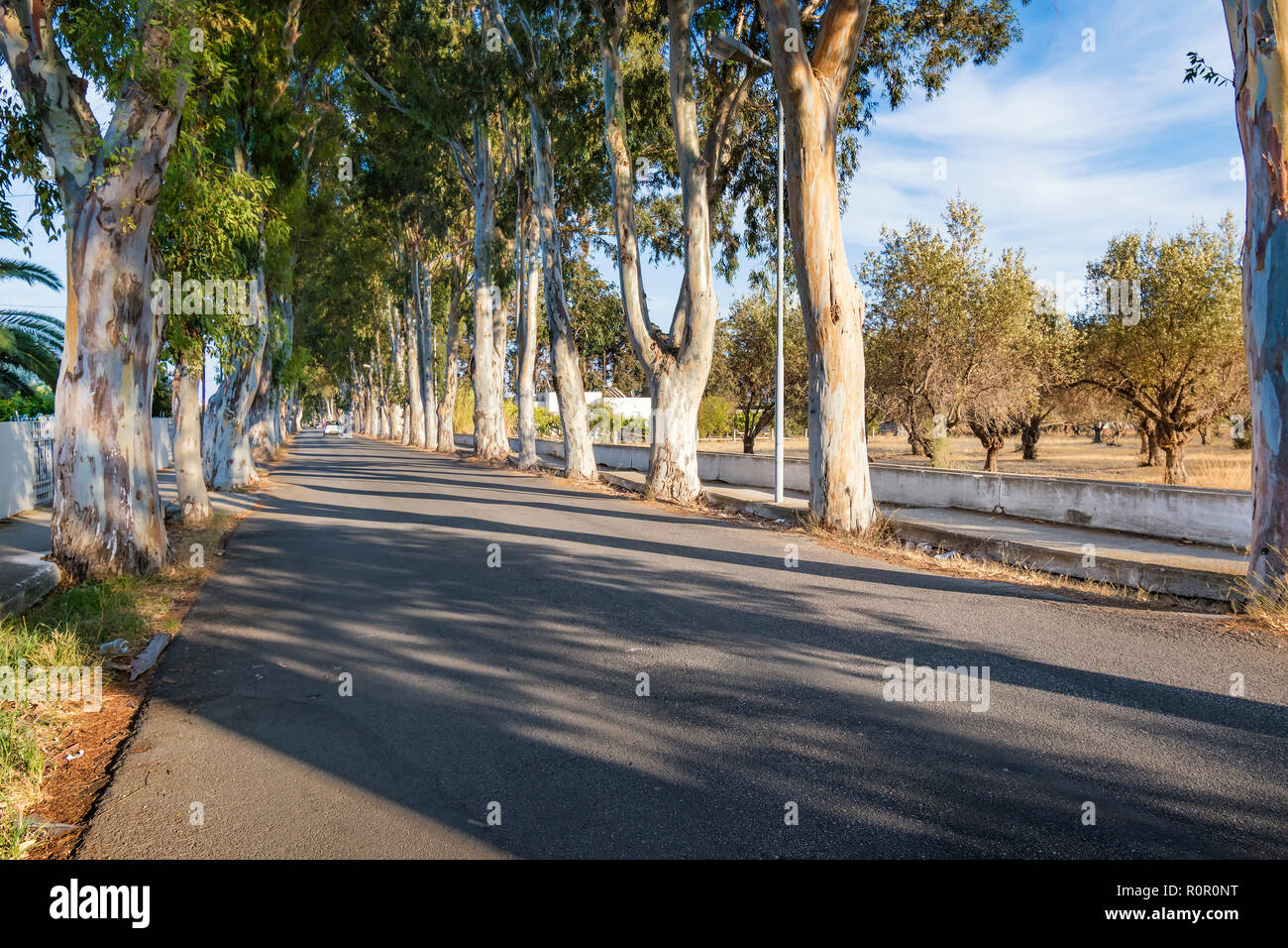 Eucalyptus street to beach in Kolymbia  (Rhodes, Greece) Stock Photo